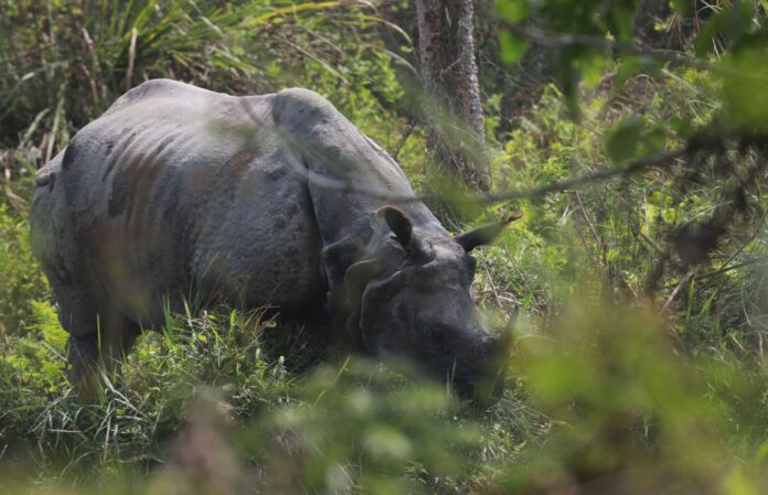 gaida rhino